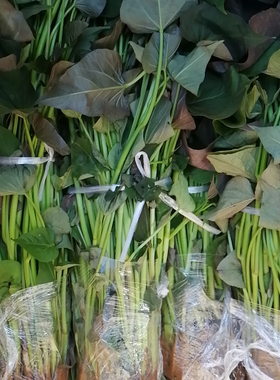行唐白沙蜜红薯苗红皮白心地瓜秧白瓤番薯苗板栗香面甜山芋苗没丝