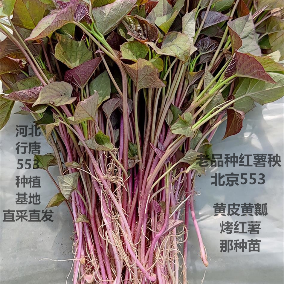 老品种红薯苗北京553番薯秧黄皮黄心红苕山芋地瓜秧香甜软糯没丝