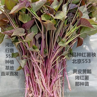 老品种红薯苗北京553番薯秧苗黄皮黄心红苕山芋地瓜秧烤红薯 苗