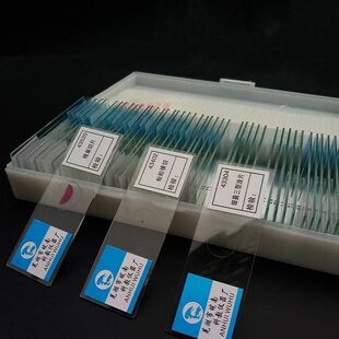 43312 大肠杆菌涂片 初高中生物实验切片 显微镜片装生物切片