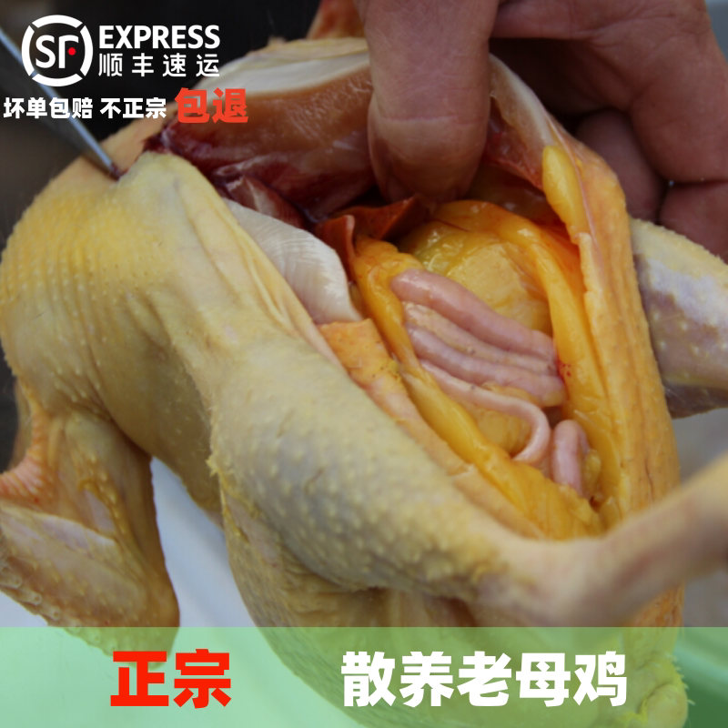 苏北草鸡农家散养1.5-2年老整鸡/整鸡制品