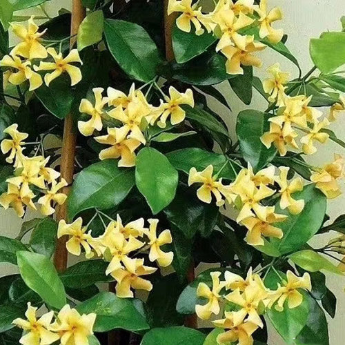 黄色风车茉莉爬藤植物络石藤四季常青浓香风车茉莉大苗庭院别墅