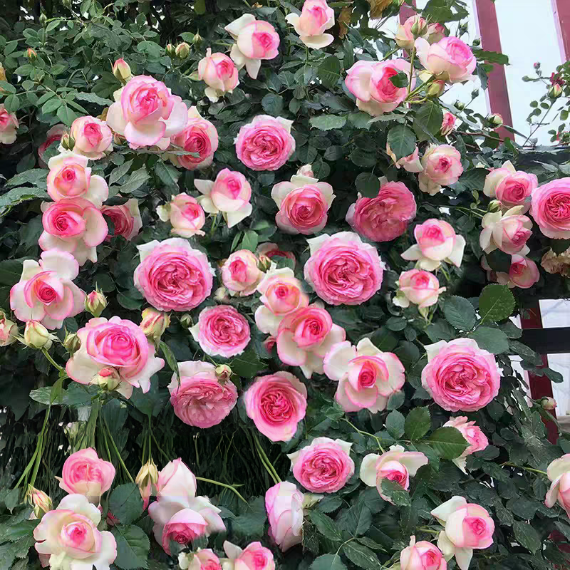 特大花苗欧洲藤本爬藤月季龙沙宝石 浓香开花庭院爬墙蔷薇花