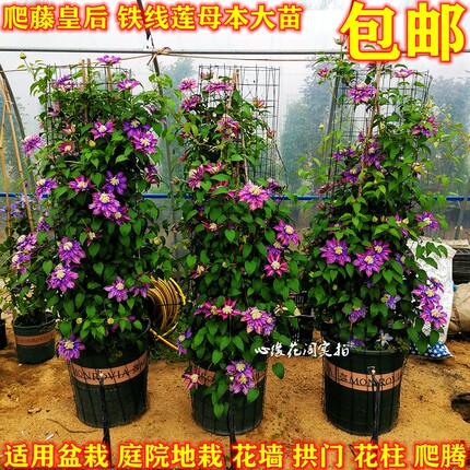 铁线莲大苗 盆栽藤本爬藤花卉重瓣铁线莲阳台庭院植物 带盆发货