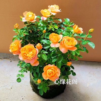 荷兰果汁阳台玫瑰花苗灌木月季露台盆栽花卉浓香多季节开花室内外