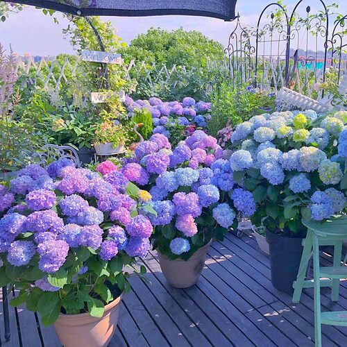 绣球花苗盆栽无尽夏庭院