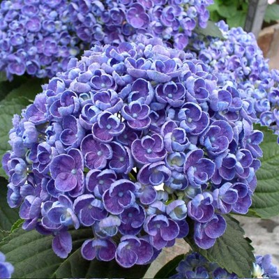 爆米花绣球花苗大苗 露台盆栽花园庭院八仙花紫阳花好养植物花卉