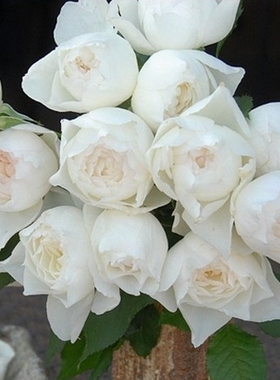 月季庭院别墅阳台盆栽开花浓香心之水滴大苗（shizuku）
