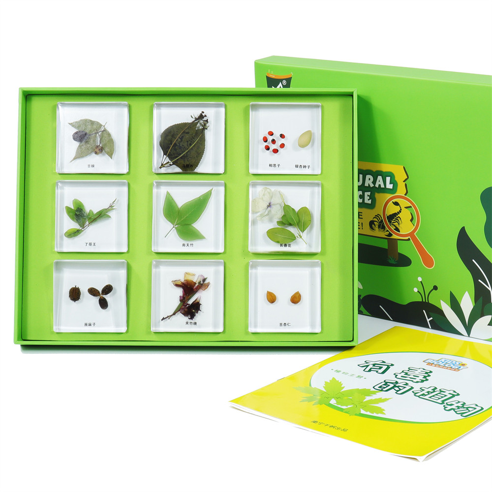 幼儿园儿童教学玩具植物种子昆虫植物蝴蝶树脂包埋标本透明摆件