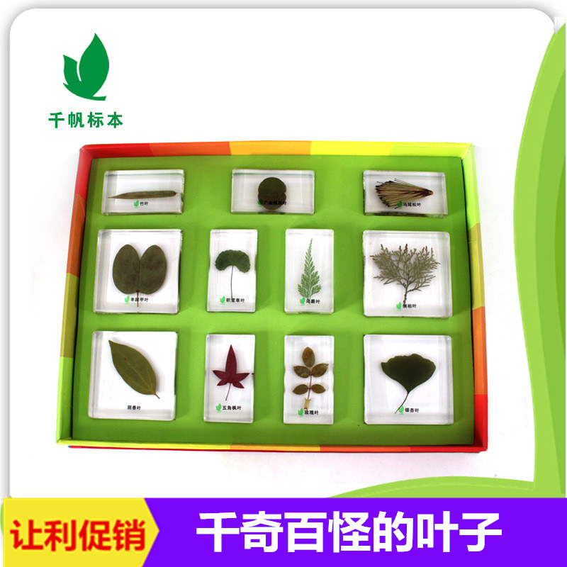 千帆幼儿园儿童教学玩具植物千奇百怪的叶子活体树脂包埋标本透明
