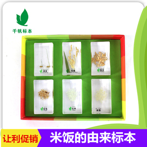 千帆幼儿园儿童教学植物米饭的来源稻谷大米树脂包埋标本真实透明