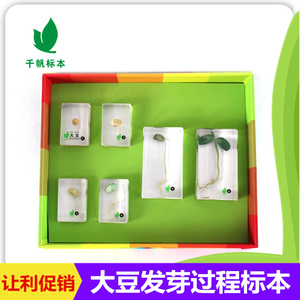 千帆幼儿园儿童教学玩具大豆发芽活体树脂包埋标本立体透明摆件