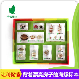 千帆幼儿园儿童小学教学玩具海螺树脂包埋标本立体透明摆件