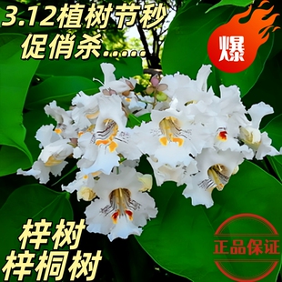 2026.3.12植树节梓树苗桑梓梧桐树乡土树千年木庭院绿化南北耐寒