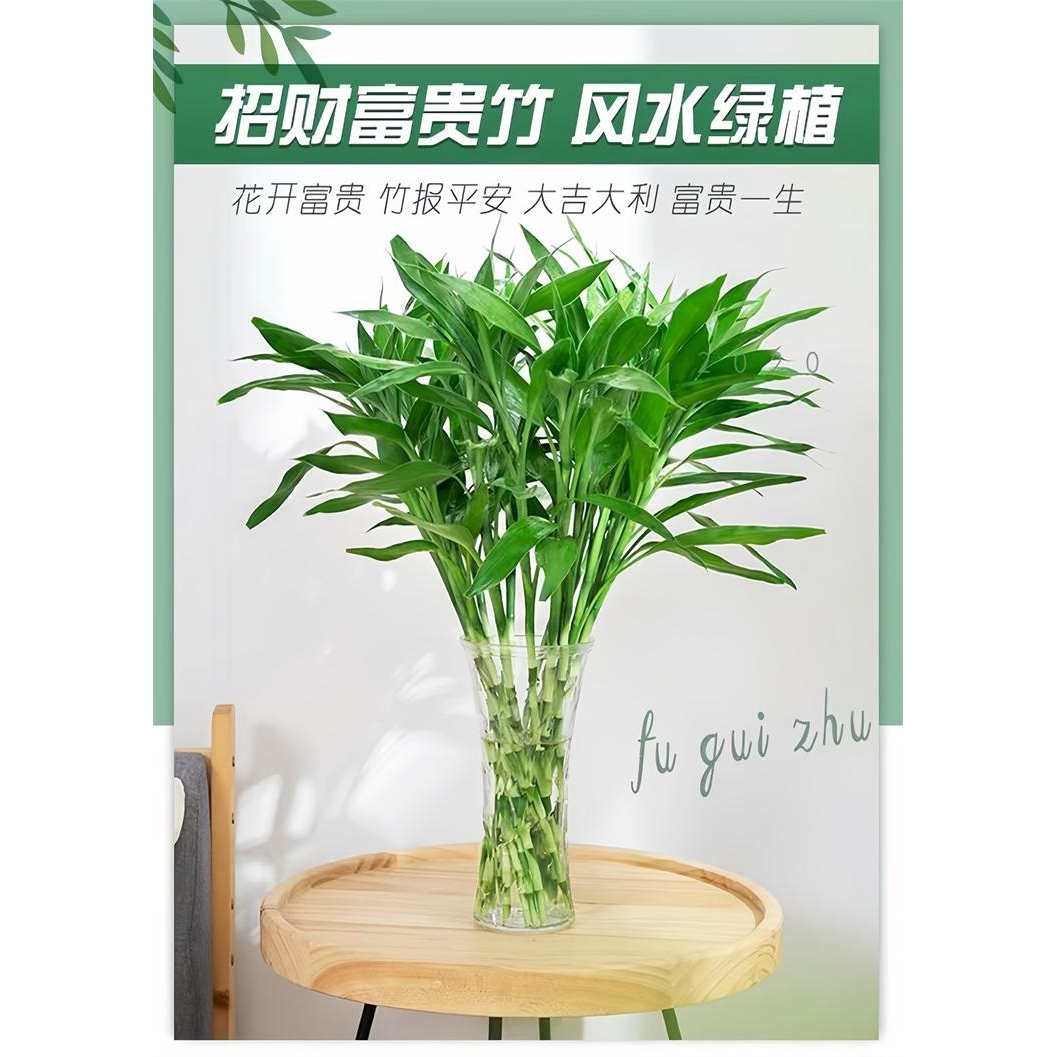 精品富贵竹水培植物室内净化空气客厅书桌养护吸醛绿植