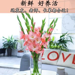 剑兰鲜花唐菖蒲节节高水养插花送朋友老师礼品年宵花