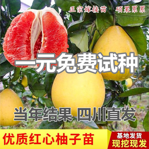 柚子树种植价格 柚子树种植图片 星期三