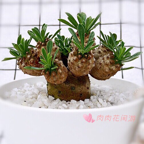 铁甲麒麟群生峨眉山小菠萝大戟科块根多肉植物稀有盆栽绿植防辐射