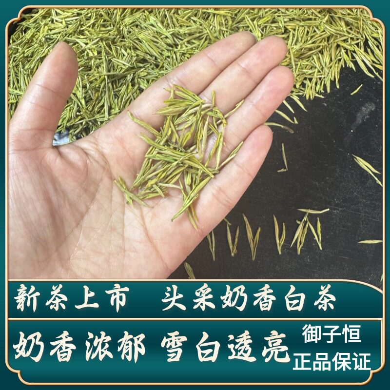 御子恒奶白茶新茶上市图片