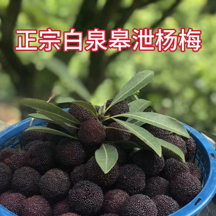 舟山白泉晚稻杨梅正宗皋泄杨梅毛竹山潮面安全健康时令水果