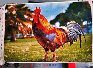 欧式新疆挂毯装饰画 公鸡雄鸡生肖客厅卧室玄关壁毯壁挂壁画风景3
