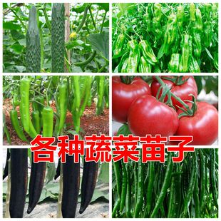 蔬菜苗四季阳台春季南方秧苗子孑生菜番茄辣椒西红柿茄子西瓜黄瓜