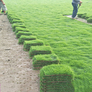 带泥土草坪真草皮马尼拉四季青果岭草剪股颖别墅园林绿化护坡草坪