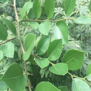 庭院种植苗木榆树苗速生榆树苗绿化工程苗占地拆迁苗耐寒好养盆栽