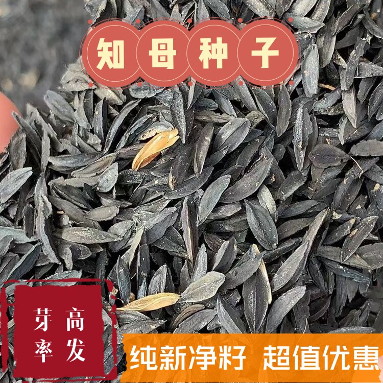 知母种子精选种苗毛之母春季四季管理简单林下种植