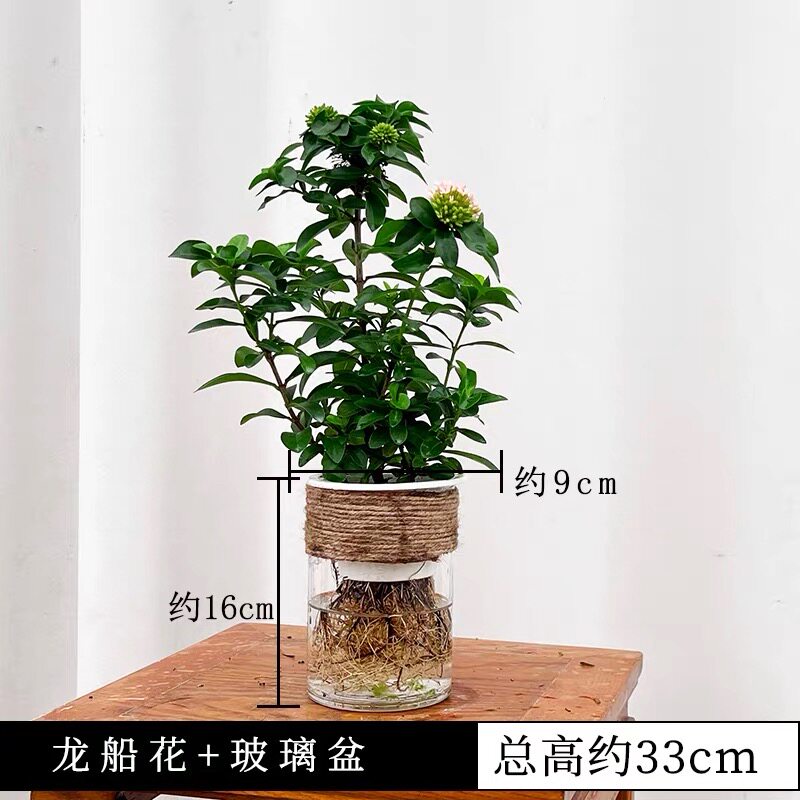 龙船花水培室内绿植小盆栽水养不水培绿植