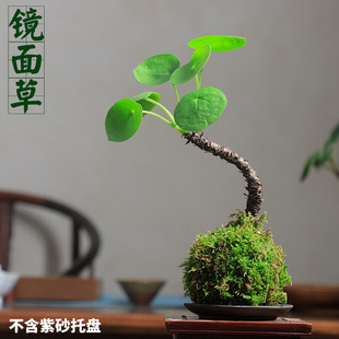 镜面草水培苔玉球网红多肉植物吸毒草金线老桩铜钱草苔藓小盆栽