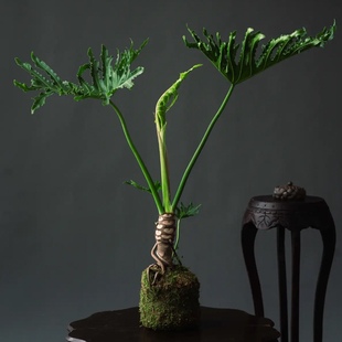 龙鳞春羽老桩苔藓球绿植盆栽小天使室内吸甲醛净化空气客厅春雨