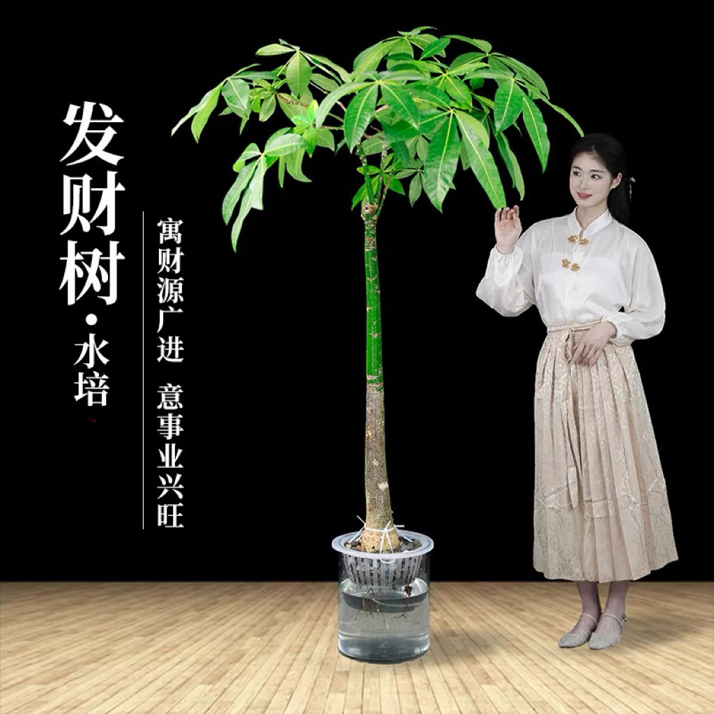 发财树高杆水培室内绿植小盆栽水水培绿植