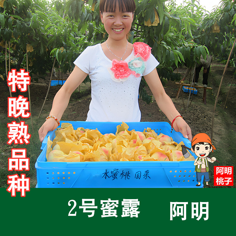 【阿明】无锡水蜜桃时令水果 自家种植 特晚熟(2号蜜露）迟圆蜜