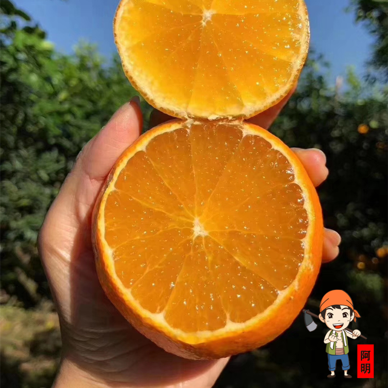 爱媛38号果冻橙四川眉山