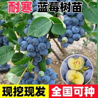 蓝莓苗盆栽南方北方四季阳台水果树种植庭院各种果树果苗当年结果
