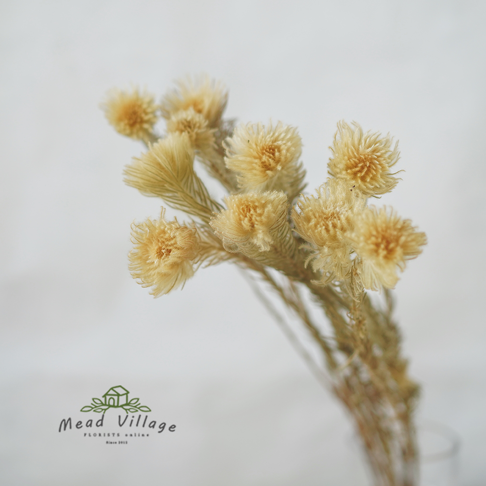 毛笔花南非进口绒毛花天然干花植物金鹅绒民宿家具软装ins风花束