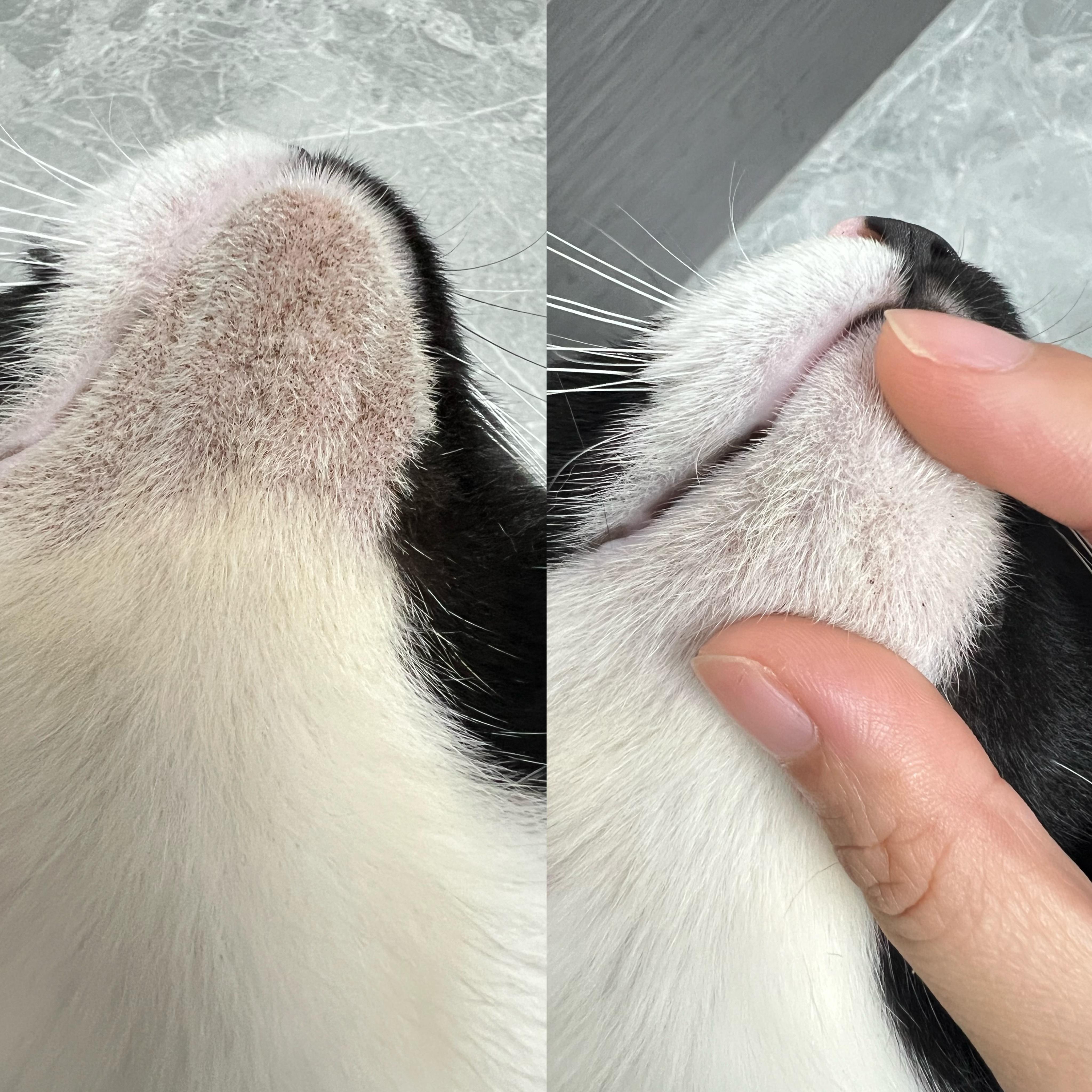 猫黑下巴不要洗直接涂