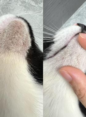 猫咪黑下巴护理免洗直涂下巴黑点点脱落不伤皮非药只用于下巴堵塞