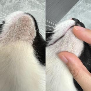 猫咪黑下巴护理免洗直涂下巴黑点点脱落不伤皮非药只用于下巴堵塞