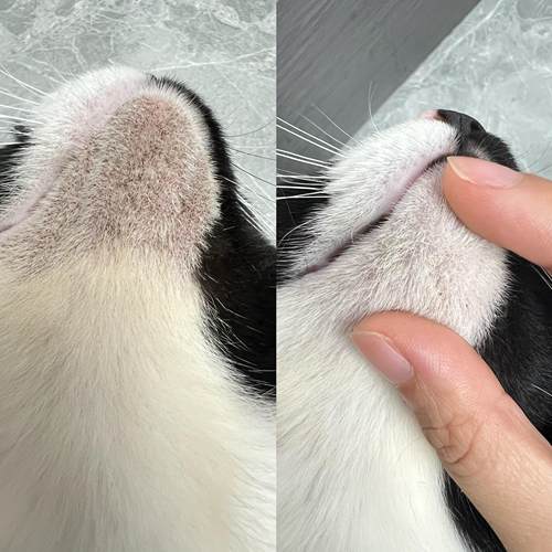 猫黑下巴不要洗直接涂