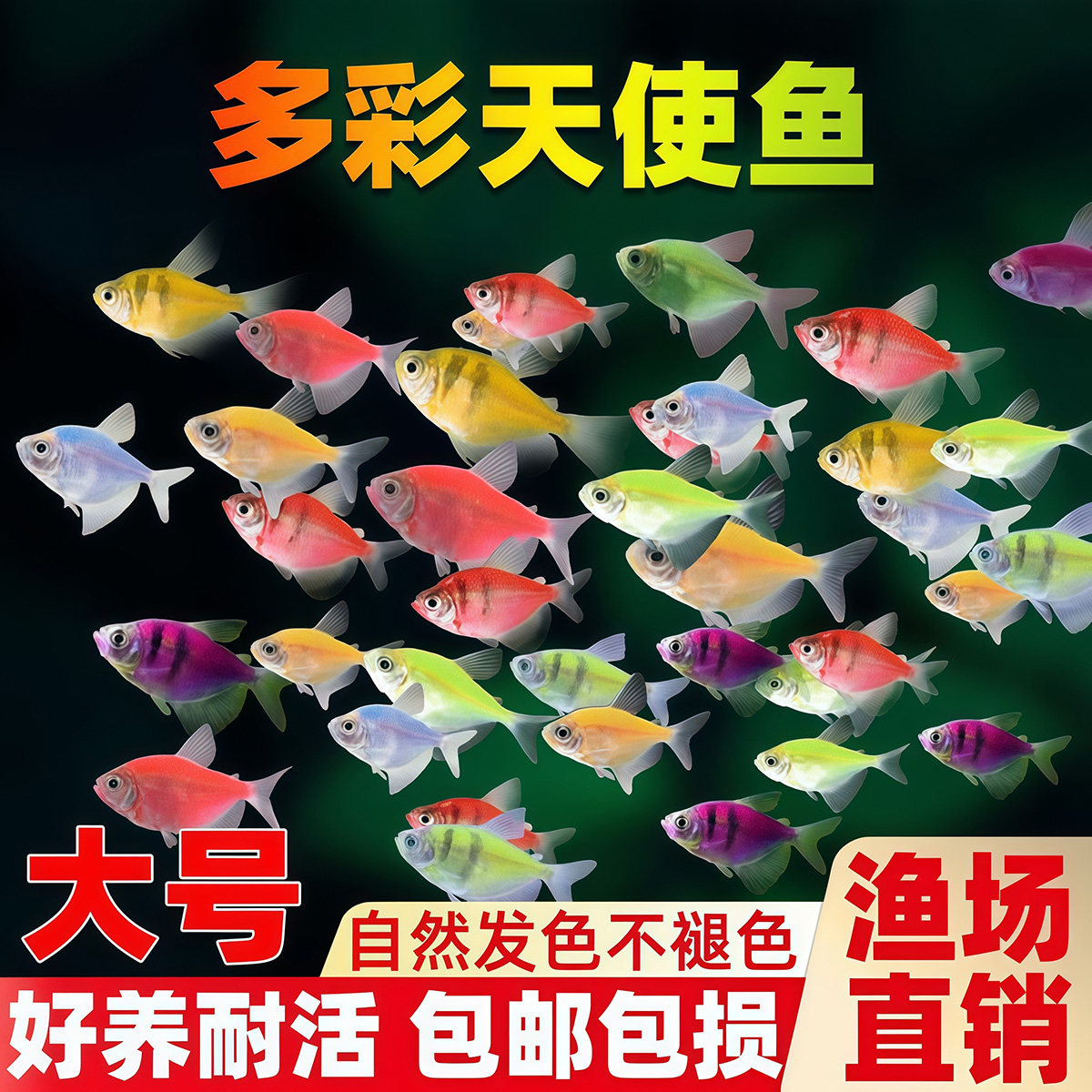 天使鱼热带鱼观赏鱼鱼缸小型群游淡水好养耐活自来水鱼苗金鱼活鱼