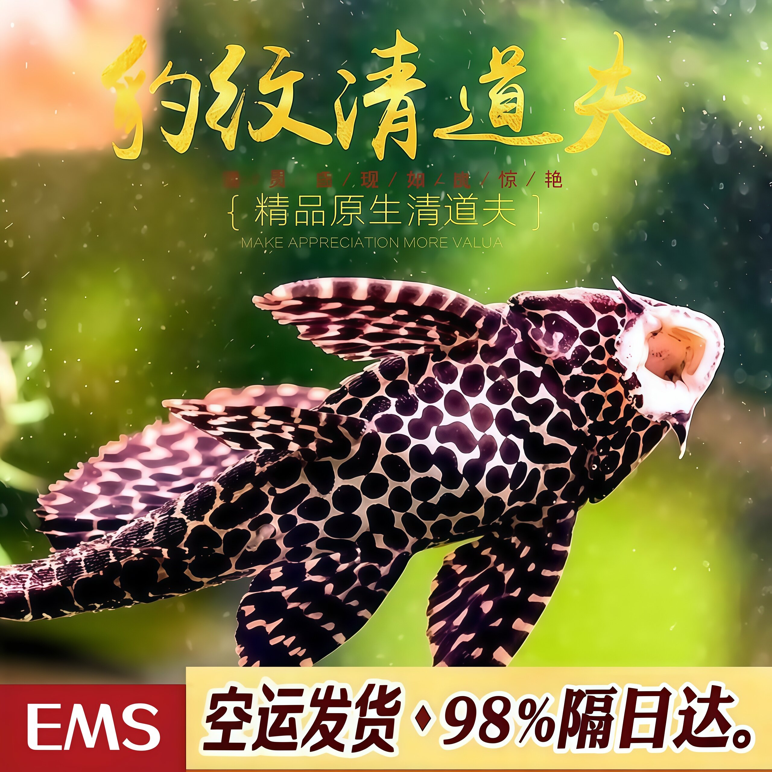 豹纹清道夫热带鱼观赏鱼鱼缸清洁工吃粪便淡水鱼大胡子鱼好养耐活
