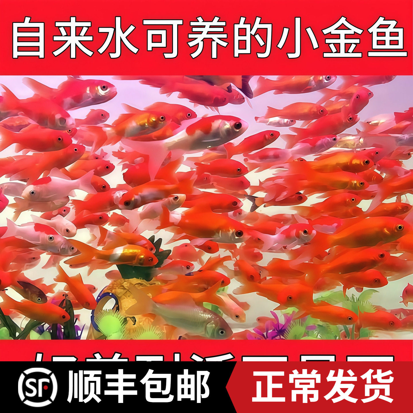 草金鱼观赏鱼红草金新手鱼懒人鱼红锦鲫好养耐活小金鱼鱼苗自来水