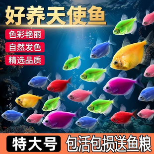 天使鱼热带鱼观赏鱼鱼缸群游小型鱼苗金鱼冷水淡水活体鱼好养耐活