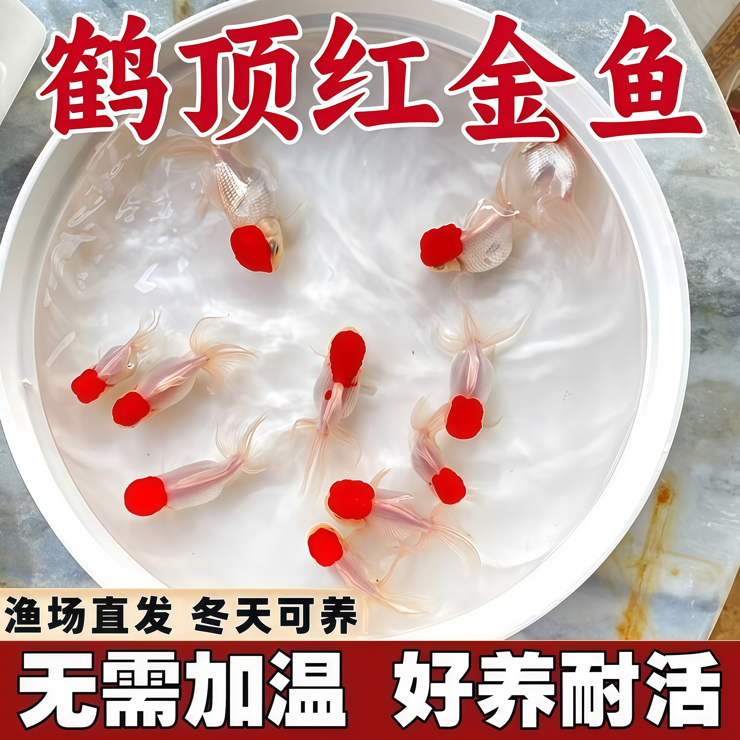 小金鱼活鱼观赏鱼冷水淡水红草鱼好养耐活鸿运当头国粹金鱼丹顶鹤