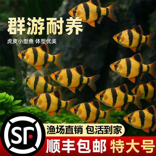 虎皮鱼荧光绿虎皮热带鱼耐活群游
