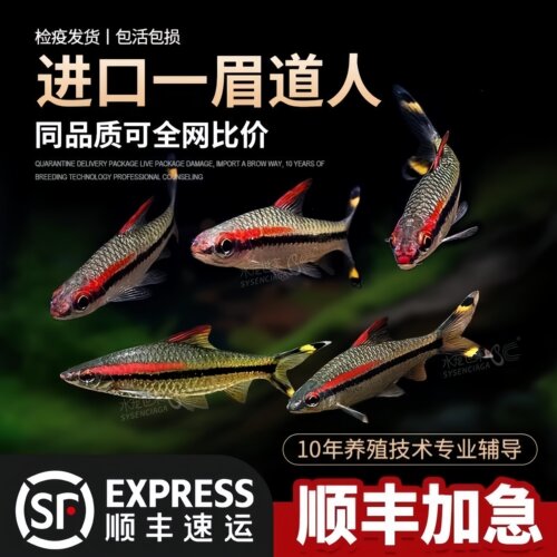 一眉道人鱼活体热带鱼观赏鱼