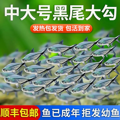 黑尾大勾鱼群游鱼草缸小型热带鱼
