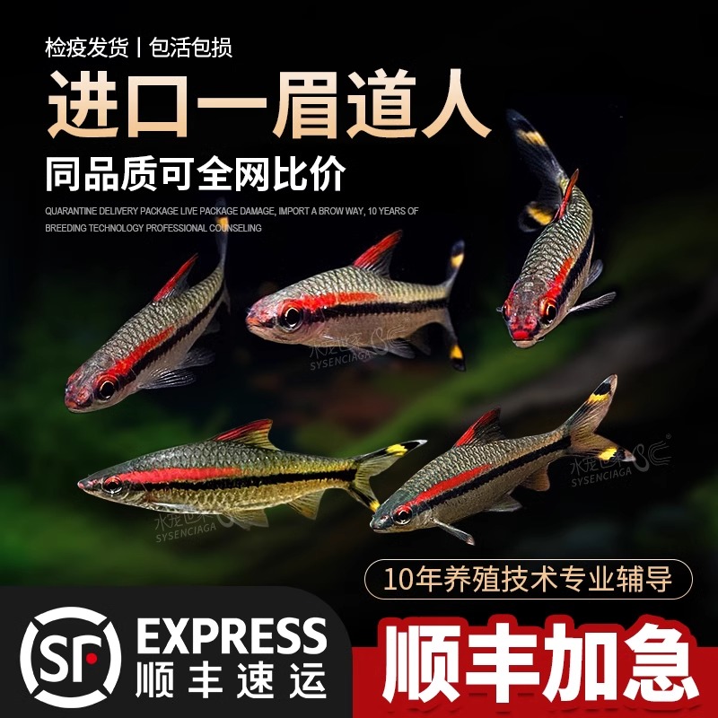 一眉道人鱼活体热带鱼观赏鱼